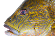 ナミフエダイ- Lutjanus rivulatus -,Blubberlip snapper