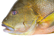 ナミフエダイ- Lutjanus rivulatus -,Blubberlip snapper