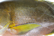 ナミフエダイ- Lutjanus rivulatus -,Blubberlip snapper