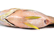 ナミフエダイ- Lutjanus rivulatus -,Blubberlip snapper