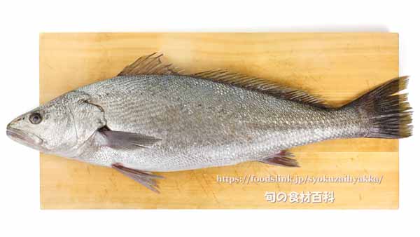 オオニベ,ミナミスズキ,Argyrosomus japonicus