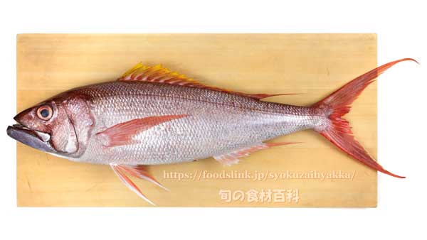 オオグチイシチビキ オオグチイシチビキ,Aphareus rutilans,タイクチャーマチ