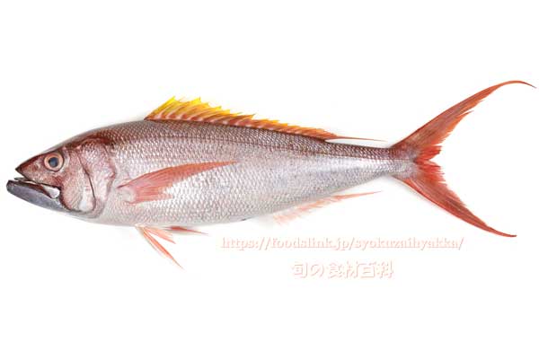 オオグチイシチビキ オオグチイシチビキ,Aphareus rutilans,タイクチャーマチ