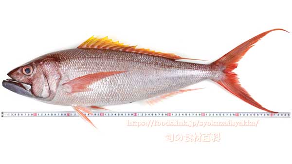 オオグチイシチビキ オオグチイシチビキ,Aphareus rutilans,タイクチャーマチ