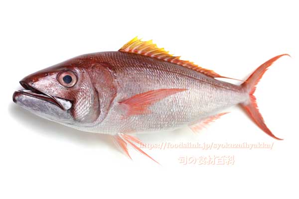 オオグチイシチビキ オオグチイシチビキ,Aphareus rutilans,タイクチャーマチ
