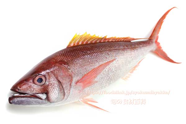 オオグチイシチビキ オオグチイシチビキ,Aphareus rutilans,タイクチャーマチ