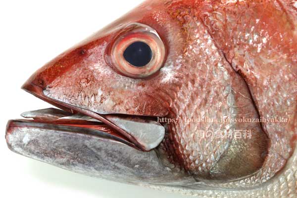 オオグチイシチビキ オオグチイシチビキ,Aphareus rutilans,タイクチャーマチ