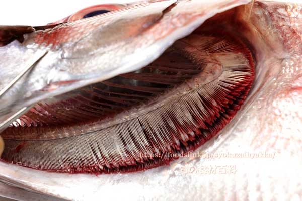 オオグチイシチビキ オオグチイシチビキ,Aphareus rutilans,タイクチャーマチ
