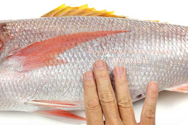 オオグチイシチビキ オオグチイシチビキ,Aphareus rutilans,タイクチャーマチ
