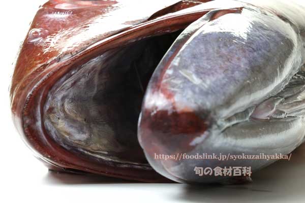 オオグチイシチビキ オオグチイシチビキ,Aphareus rutilans,タイクチャーマチ