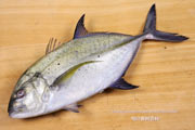 カスミアジ Bluefin trevally Caranx melampygus