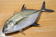 カスミアジ Bluefin trevally Caranx melampygus