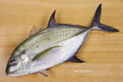 カスミアジ Bluefin trevally Caranx melampygus