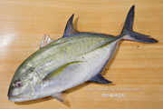 カスミアジ Bluefin trevally Caranx melampygus