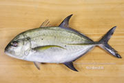 カスミアジ Bluefin trevally Caranx melampygus