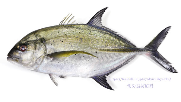 カスミアジ Bluefin trevally Caranx melampygus