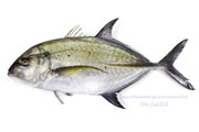 カスミアジ Bluefin trevally Caranx melampygus