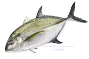 カスミアジ Bluefin trevally Caranx melampygus