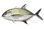 カスミアジ Bluefin trevally Caranx melampygus