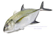 カスミアジ Bluefin trevally Caranx melampygus