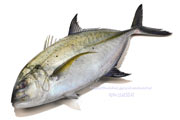 カスミアジ Bluefin trevally Caranx melampygus