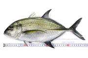 カスミアジ Bluefin trevally Caranx melampygus