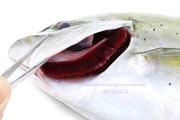 カスミアジ Bluefin trevally Caranx melampygus