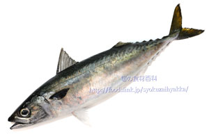 マサバ 真鯖 まさば Scomber japonicus マサバ 真鯖 まさば Scomber japonicus
