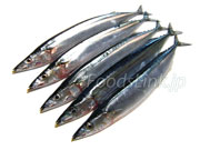 サンマ／秋刀魚／さんま　Cololabis saira
