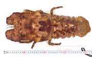 コブセミエビ,瘤蝉海老,こぶせみえび,Scyllarides haani,Ridgeback Slipper Lobster