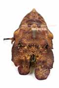 コブセミエビ,瘤蝉海老,こぶせみえび,Scyllarides haani,Ridgeback Slipper Lobster