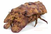 コブセミエビ,瘤蝉海老,こぶせみえび,Scyllarides haani,Ridgeback Slipper Lobster