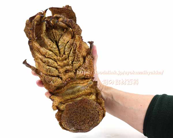 コブセミエビ,瘤蝉海老,こぶせみえび,Scyllarides haani,Ridgeback Slipper Lobster