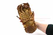 コブセミエビ,瘤蝉海老,こぶせみえび,Scyllarides haani,Ridgeback Slipper Lobster