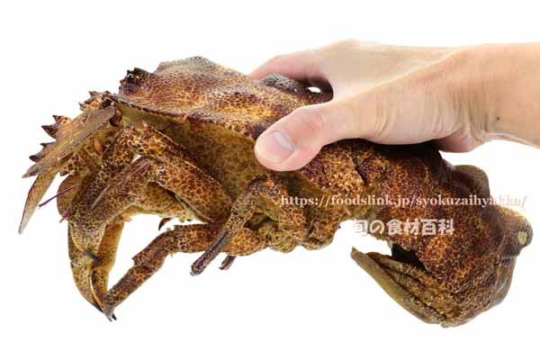 コブセミエビ,瘤蝉海老,こぶせみえび,Scyllarides haani,Ridgeback Slipper Lobster