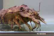 コブセミエビ,瘤蝉海老,こぶせみえび,Scyllarides haani,Ridgeback Slipper Lobster