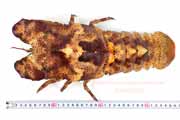 コブセミエビ,瘤蝉海老,こぶせみえび,Scyllarides haani,Ridgeback Slipper Lobster