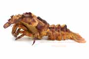 コブセミエビ,瘤蝉海老,こぶせみえび,Scyllarides haani,Ridgeback Slipper Lobster