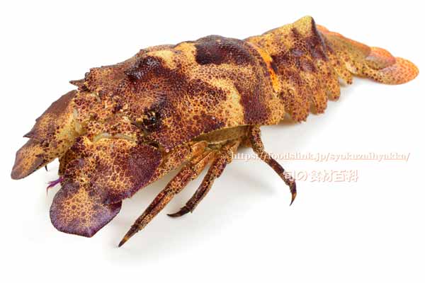 コブセミエビ,瘤蝉海老,こぶせみえび,Scyllarides haani,Ridgeback Slipper Lobster