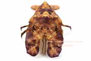 コブセミエビ,瘤蝉海老,こぶせみえび,Scyllarides haani,Ridgeback Slipper Lobster