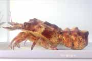 コブセミエビ,瘤蝉海老,こぶせみえび,Scyllarides haani,Ridgeback Slipper Lobster