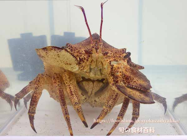 コブセミエビ,瘤蝉海老,こぶせみえび,Scyllarides haani,Ridgeback Slipper Lobster