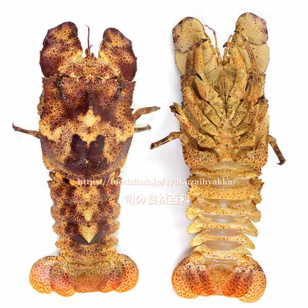 コブセミエビ,瘤蝉海老,こぶせみえび,Scyllarides haani,Ridgeback Slipper Lobster