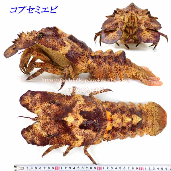 コブセミエビ,瘤蝉海老,こぶせみえび,Scyllarides haani,Ridgeback Slipper Lobster