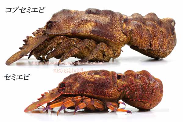 コブセミエビ,瘤蝉海老,こぶせみえび,Scyllarides haani,Ridgeback Slipper Lobster