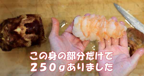 コブセミエビ,瘤蝉海老,こぶせみえび