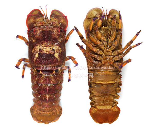 セミエビ,蝉海老,クツエビ,Blunt Slipper Lobster,Scyllarides squammosus