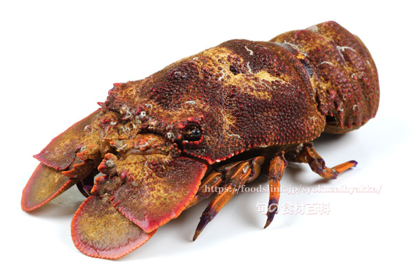 セミエビ,蝉海老,クツエビ,Blunt Slipper Lobster,Scyllarides squammosus