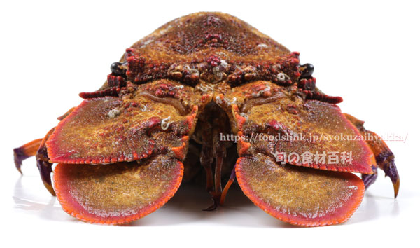 セミエビ,蝉海老,クツエビ,Blunt Slipper Lobster,Scyllarides squammosus