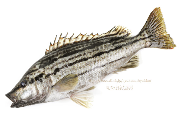 シマイサキ　縞伊佐木　縞鶏魚　Rhynchopelates oxyrhynchus